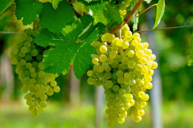 Etyek Private Half-Day Wine Tasting Tour From Budapest - Tour Details