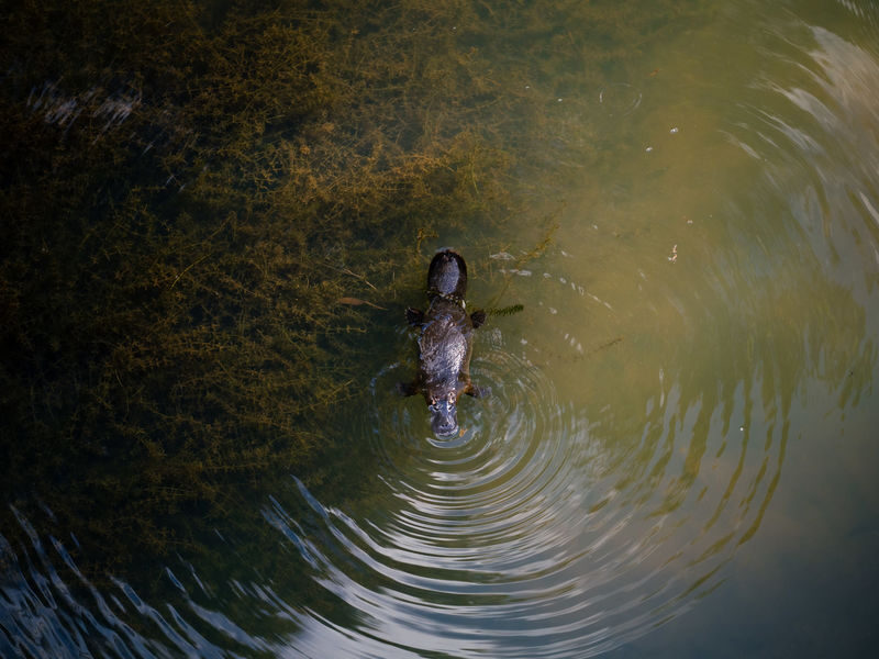 Eungella National Park Half-Day Platypus Encounter Tour from Airlie Beach - A different side of Queensland, inland from Airlie Beach
