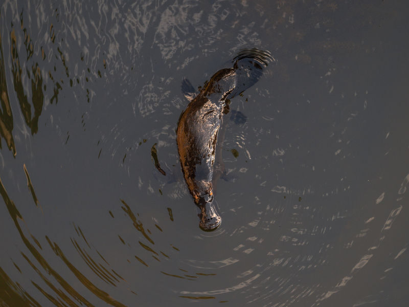 Eungella National Park Half-Day Platypus Encounter Tour from Airlie Beach - Watching for platypuses in their natural habitat