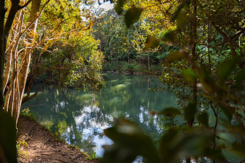 Eungella National Park Half-Day Platypus Encounter Tour from Airlie Beach - Why the guide can shape the day