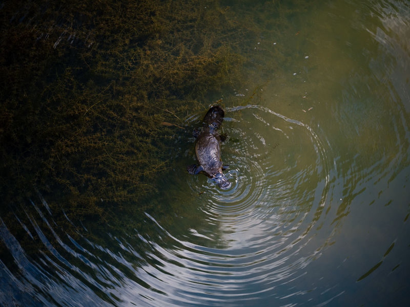 Eungella National Park Half-Day Platypus Encounter Tour from Airlie Beach - The price: what $133.39 may be worth
