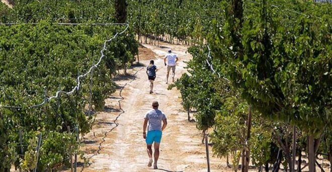 EUPHORIA Wine Tour & Tasting at Douloufakis Vineyards - Wine Tasting Experience