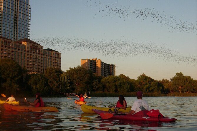 Evening Bat Watching Kayak Tour - The Sum Up