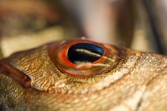 Evening Boat Tour with Dinner Experience - The Experience in Detail