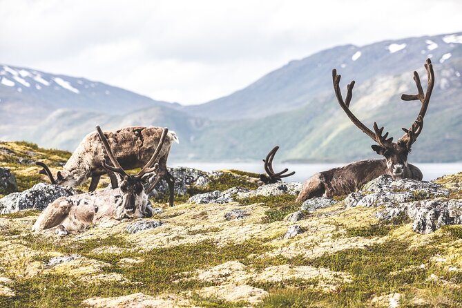 Evening Fjords Tour in Kvaløya - Reviews and Host Responses