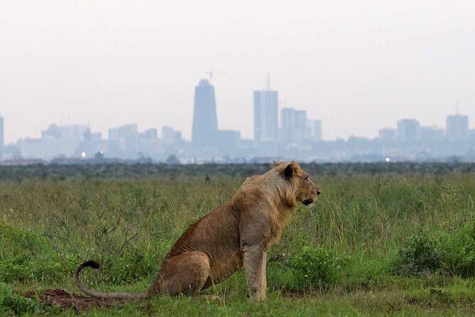 Evening Game Drive Nairobi National Park - What To Expect