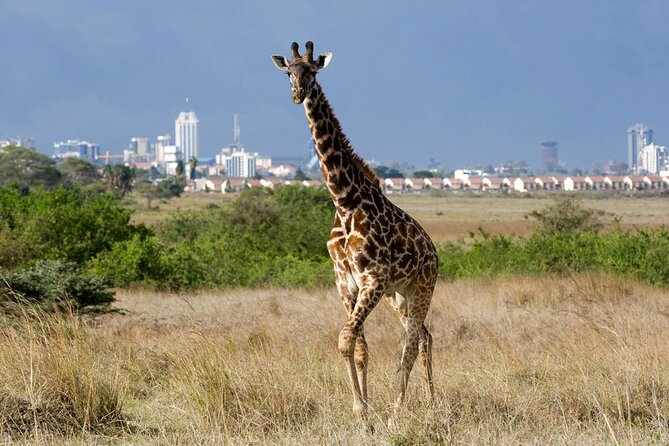 Evening Game Drive Nairobi National Park - Frequently Asked Questions