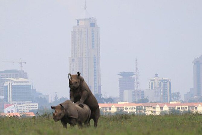 Evening Game Drive Nairobi National Park - The Sum Up
