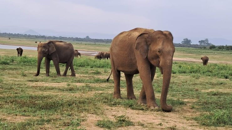 Evening Minneriya National Park Safari With Pickup and Drop - Good To Know