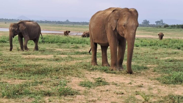 Evening Minneriya National Park Safari With Pickup and Drop - Pickup and Drop-off Services