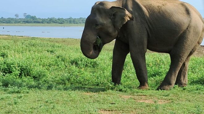 Evening Minneriya National Park Safari With Pickup and Drop - Safari Experience