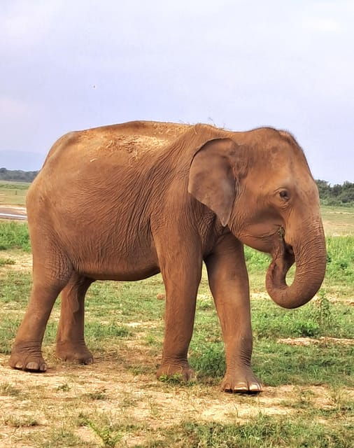 Evening Minneriya National Park Safari With Pickup and Drop - Wildlife Observation Details