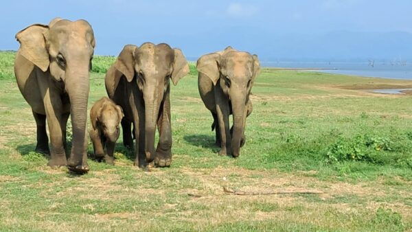 Evening Minneriya National Park Safari With Pickup and Drop - Customer Feedback and Ratings