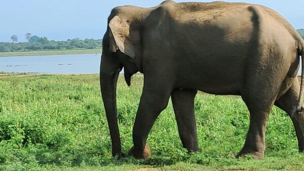 Evening Minneriya National Park Safari With Pickup and Drop - Booking Information