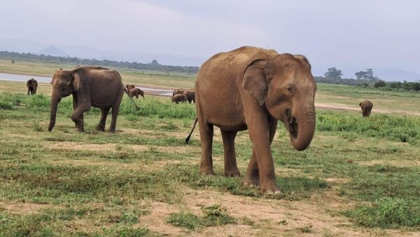 Evening Minneriya National Park Safari With Pickup and Drop - Tips for a Great Safari