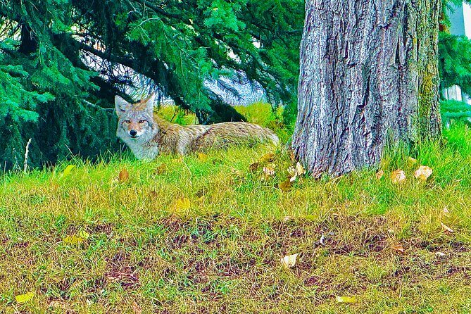 Evening Private Tour Best of Banff Wildlife - FAQ  