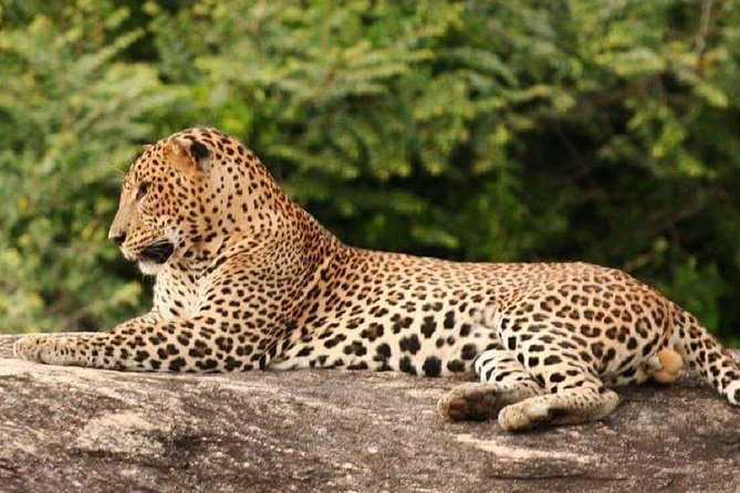 Evening Private Tour Safari at Yala National Park - Good To Know