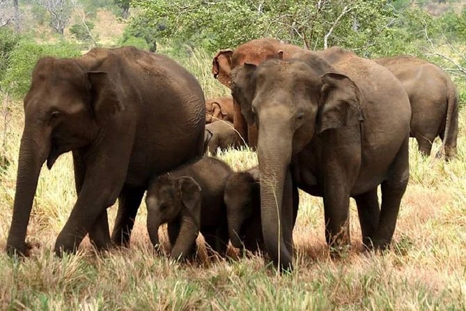 Evening Private Tour Safari at Yala National Park - Inclusions