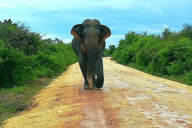 Evening Private Tour Safari at Yala National Park - Pricing & Reviews