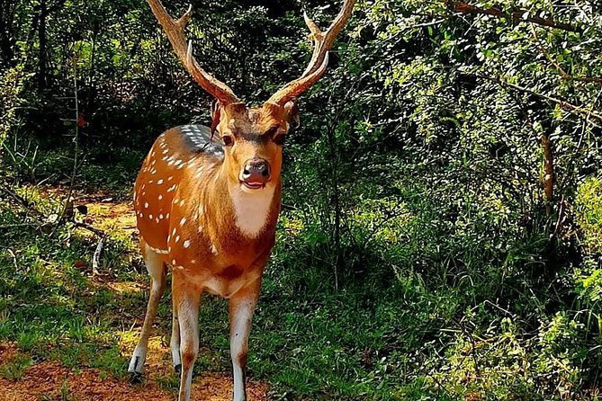 Evening Private Tour Safari at Yala National Park - Frequently Asked Questions