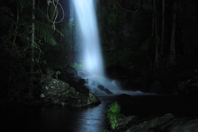 Evening Rainforest & Glow Worm Experience - Small Group Tour - Tour Overview and Experience