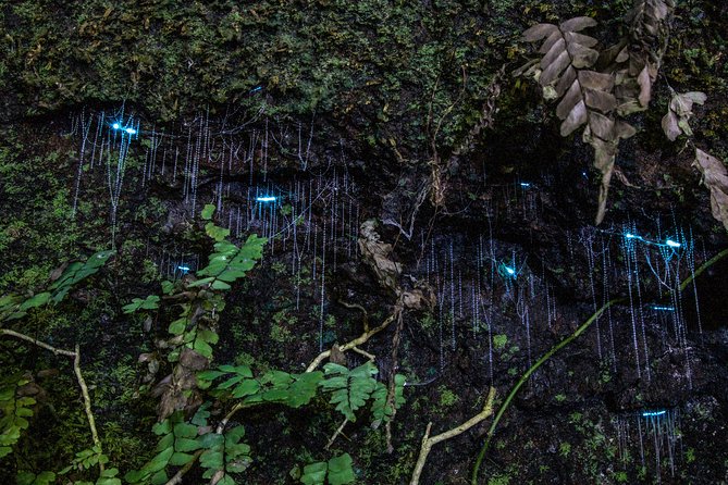 Evening Rainforest & Glow Worm Experience - Small Group Tour - Guides Expertise and Glow Worm Experience