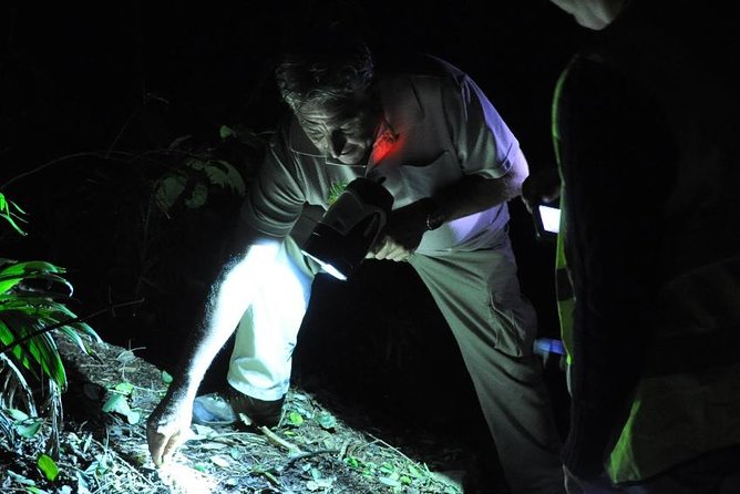 Evening Rainforest & Glow Worm Experience - Small Group Tour - Feedback/Recommendations