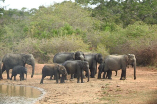 Evening Safari - Yala National Park With Janaka Safari - 02.00 Pm to 06.30 Pm - Janaka Safari: The Ultimate Luxury Experience
