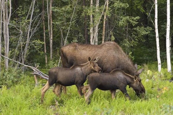 Evening Wildlife Safari From Stockholm - Reviews and Feedback