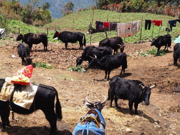 Everest Base Camp and Three Pass Trek (17 Days) - Preparation and Gear Checklist