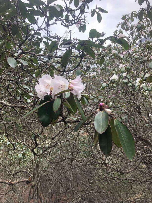 Everest base camp trek 12 days - FAQ