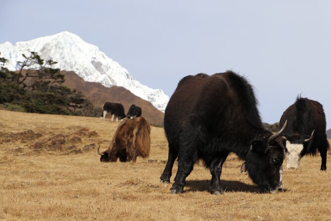 Everest Base Camp Trek 14 Days - Altitude Acclimatization Tips