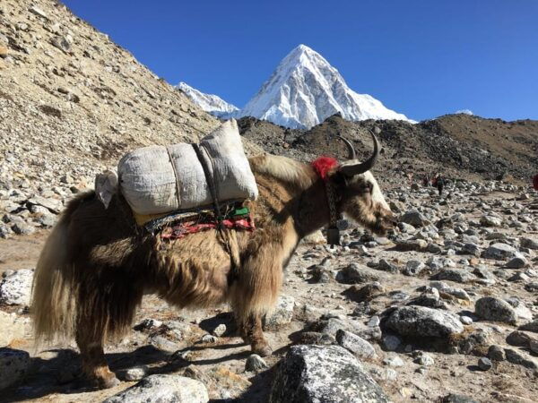 Everest Base Camp Trek by Helicopter Return -11 Days - Break Down