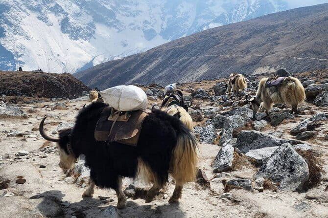Everest Base Camp Trek from Kathmandu 12 Days - Good To Know