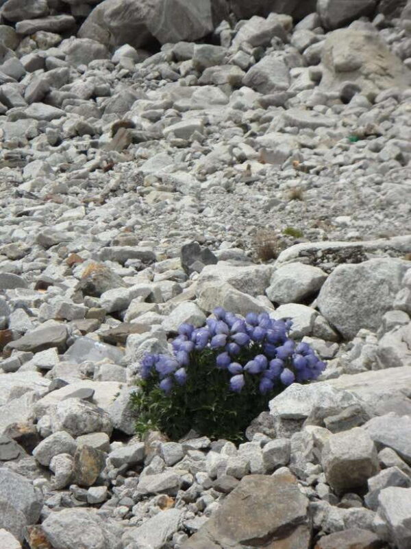 Everest Base Camp Trek from Kathmandu - Scenic 12 Days Trek - Final Thoughts