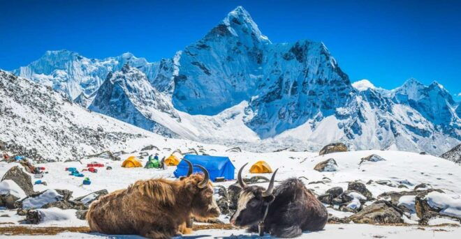 Everest Base Camp Trek: Majestic Himalayan Adventure Expert - Flora and Fauna