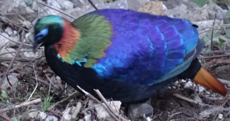 Everest Base Camp Trekking - Tengboche: Monastery and Mountain Spirit