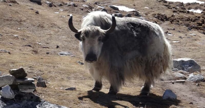 Everest Base Camp Trekking - The Momentous Journey to Everest Base Camp