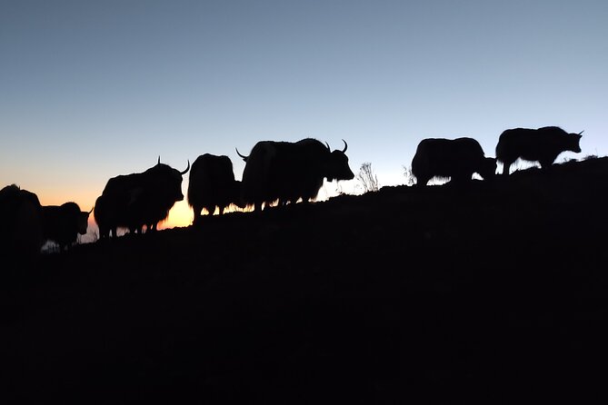 Everest Base Camp Trekking - Trek Back to Pheriche