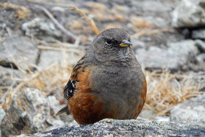 Everest Base Camp Via Gokyo Lakes - Acclimatization and Altitude Sickness