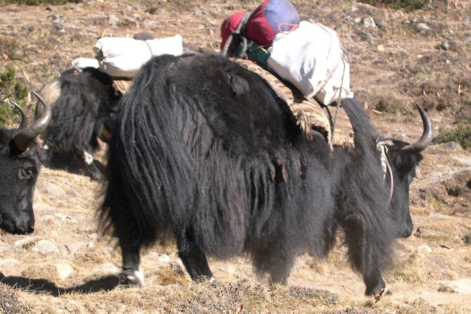 Everest Base Camp With Lobuje Peak Climbing - Additional Info