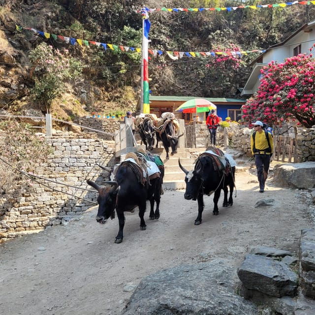 Everest View Trek - Inclusions and Services