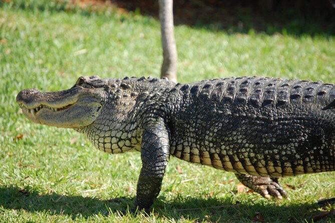 Everglades Admission Ticket With Airboat Ride and Wildlife Show - Booking Information