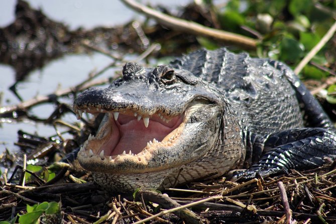 Everglades Adventure From the Greater Fort Myers Area  - Naples - Customer Reviews and Tour Guide Experience
