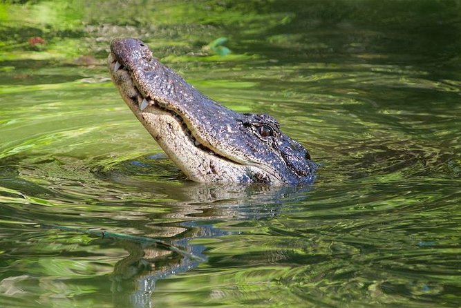 Everglades Adventure From the Greater Fort Myers Area  - Naples - Close Wildlife Encounters, Family-Friendly Experience, and Educational and Fun