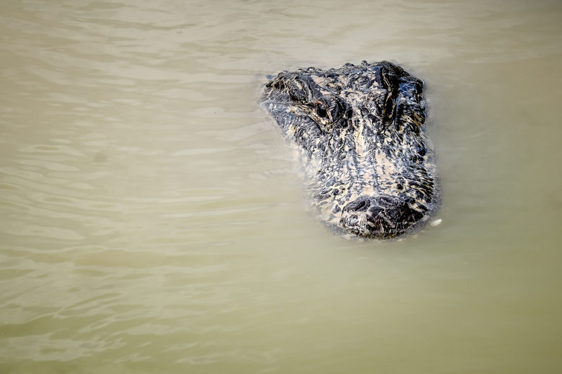Everglades Airboat Guided Tour with Alligator Exhibit Presentation - Who will enjoy this tour most