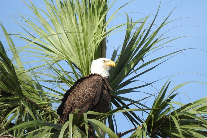 Everglades Airboat Nature Tour From Greater Fort Myers - Common Questions