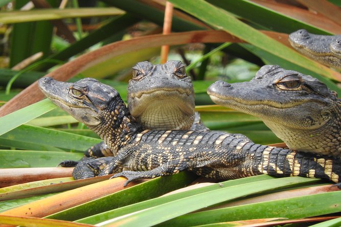 Everglades Airboat Nature Tour From Greater Fort Myers - The Sum Up