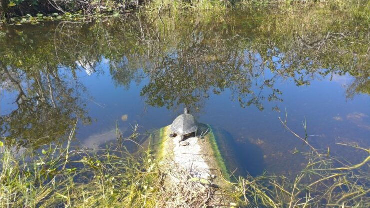 Everglades Airboat Ride & Guided Hike - Good To Know