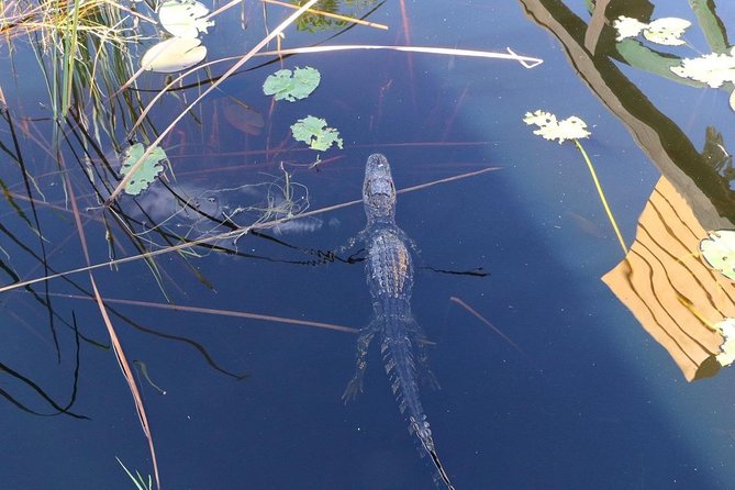 Everglades Airboat Safari - Pricing and Booking